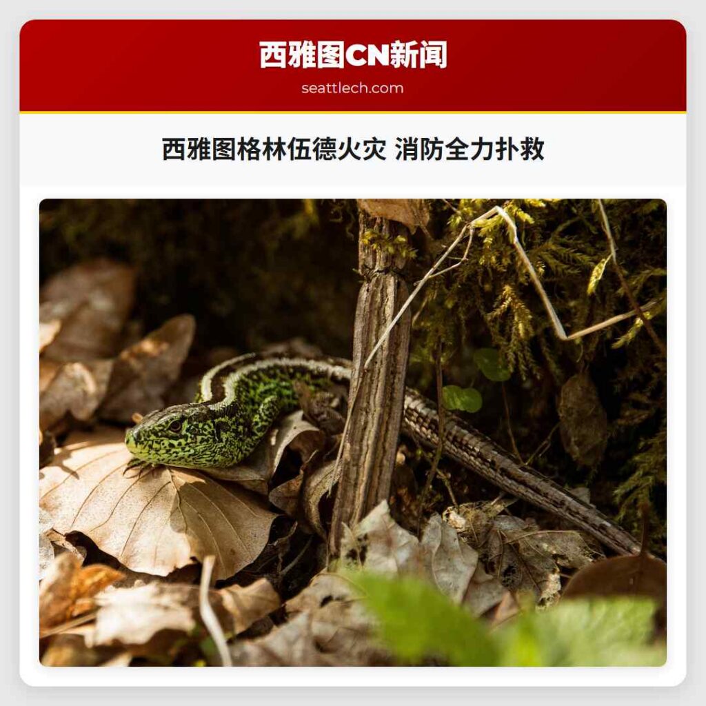 西雅图格林伍德火灾 消防全力扑救