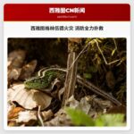 西雅图格林伍德火灾 消防全力扑救