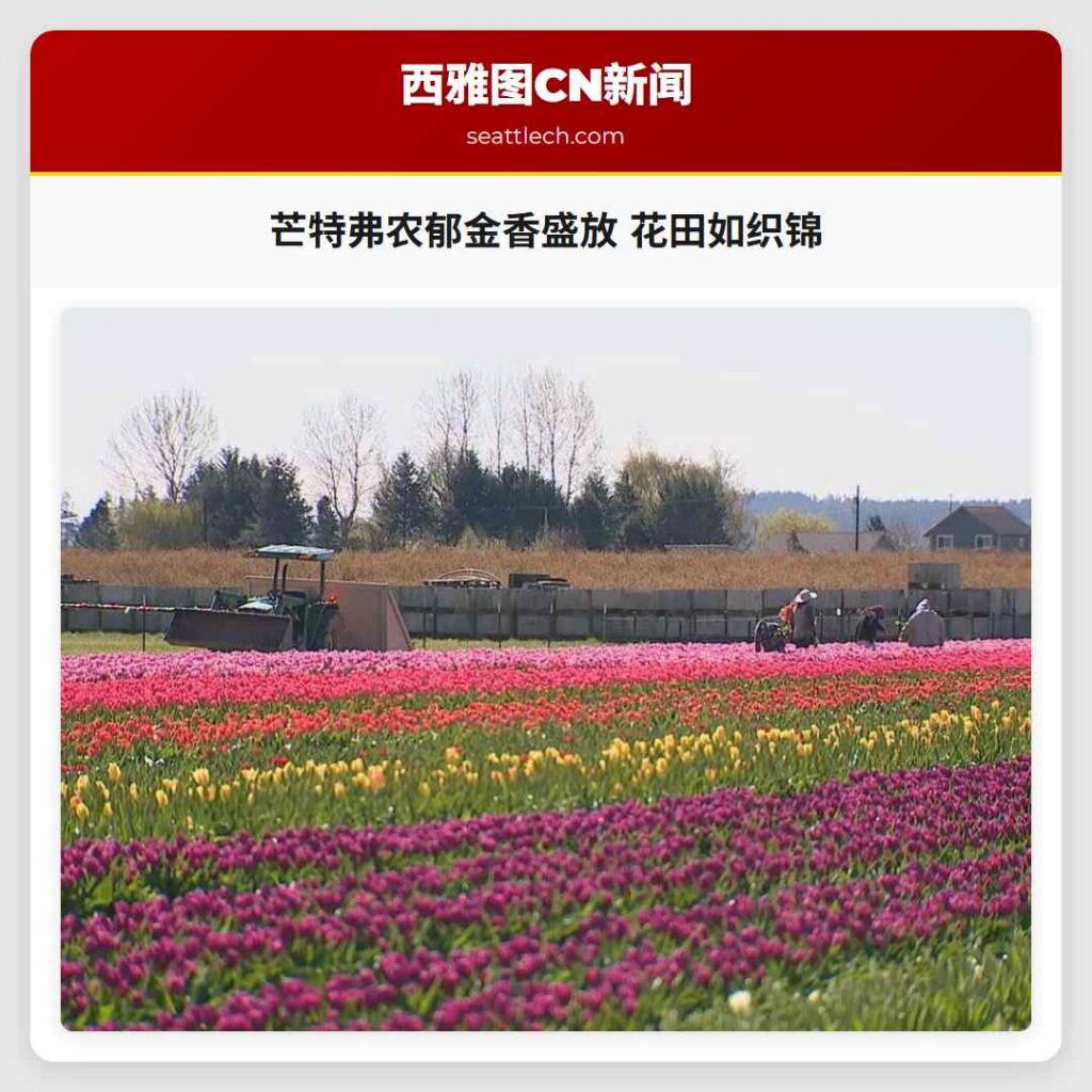 芒特弗农郁金香盛放 花田如织锦