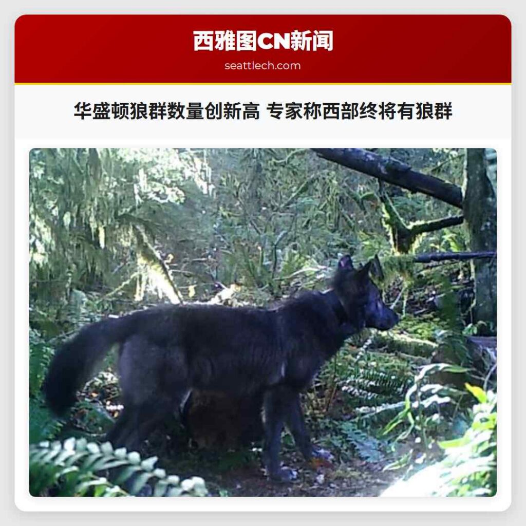 华盛顿狼群数量创新高 专家称西部终将有狼群