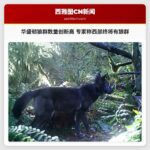 华盛顿狼群数量创新高 专家称西部终将有狼群