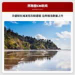 华盛顿长滩发现灰鲸遗骸 沿岸搁浅数量上升