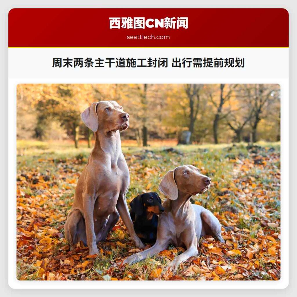 周末两条主干道施工封闭 出行需提前规划