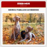 周末两条主干道施工封闭 出行需提前规划