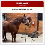 一匹被盗骏马承载着农场主的深切回忆