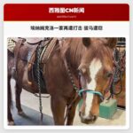 埃纳姆克洛一家再遭重创 女儿挚爱骏马遭窃