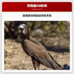 西雅图动物园迎濒危秃鹫