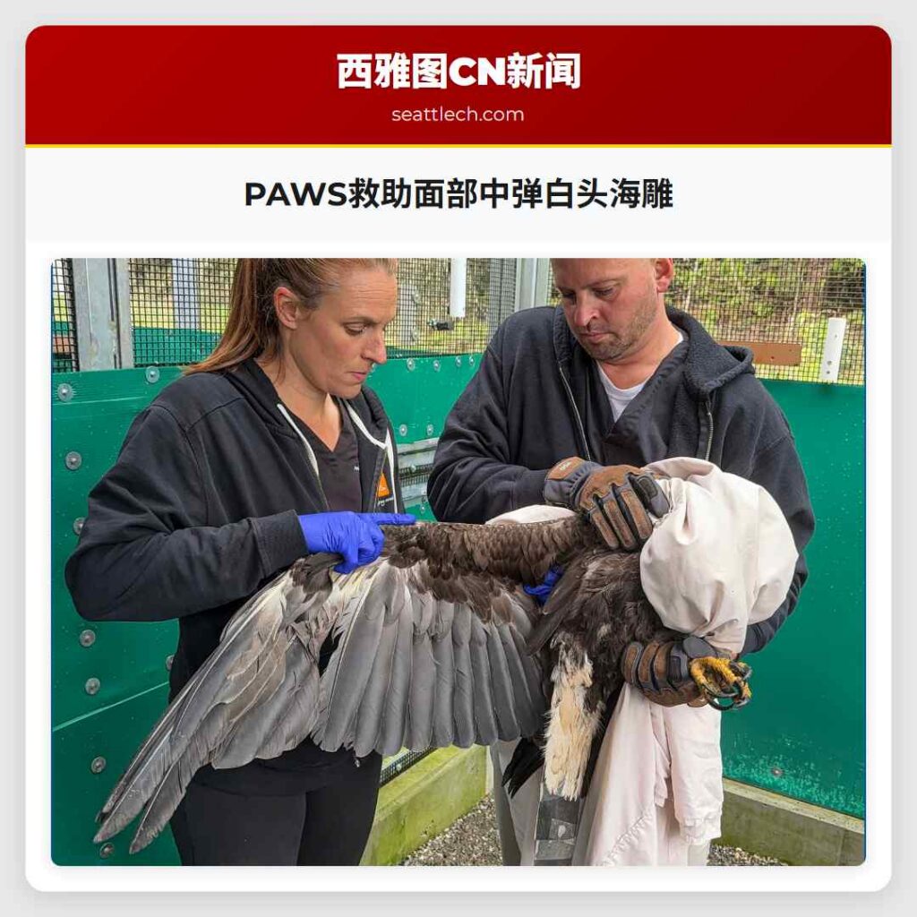 PAWS救助面部中弹白头海雕