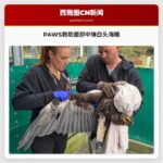 PAWS救助面部中弹白头海雕