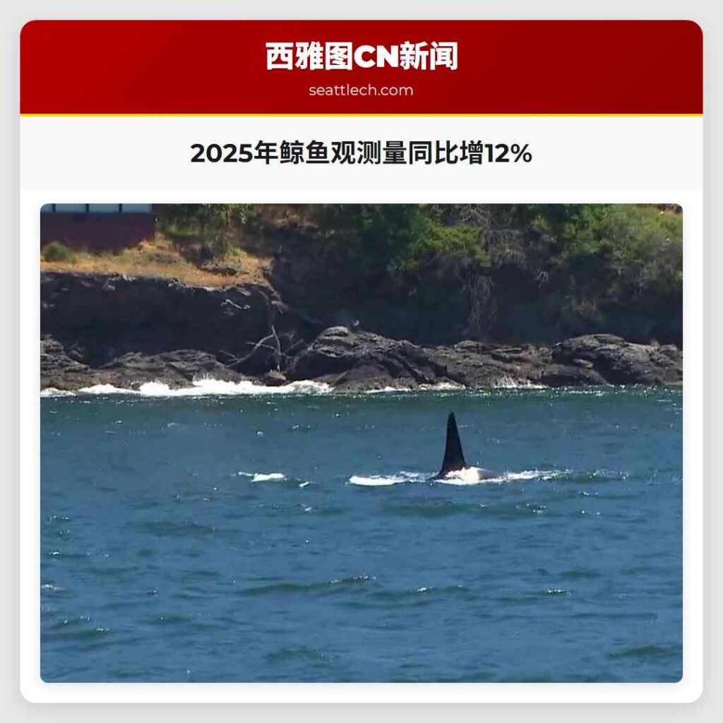 2025年鲸鱼观测量同比增12%