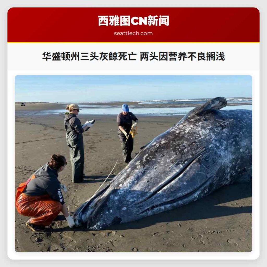 华盛顿州三头灰鲸死亡 两头因营养不良搁浅