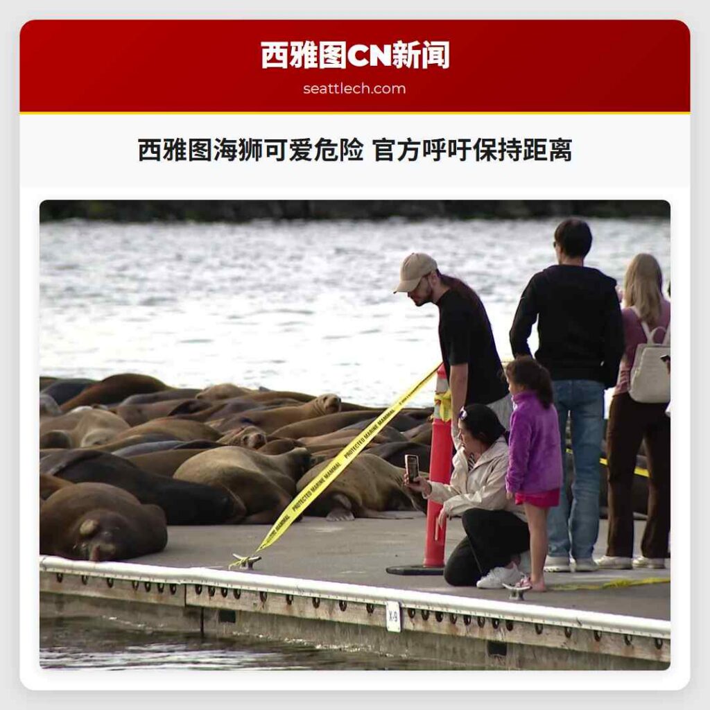 西雅图海狮可爱危险 官方呼吁保持距离
