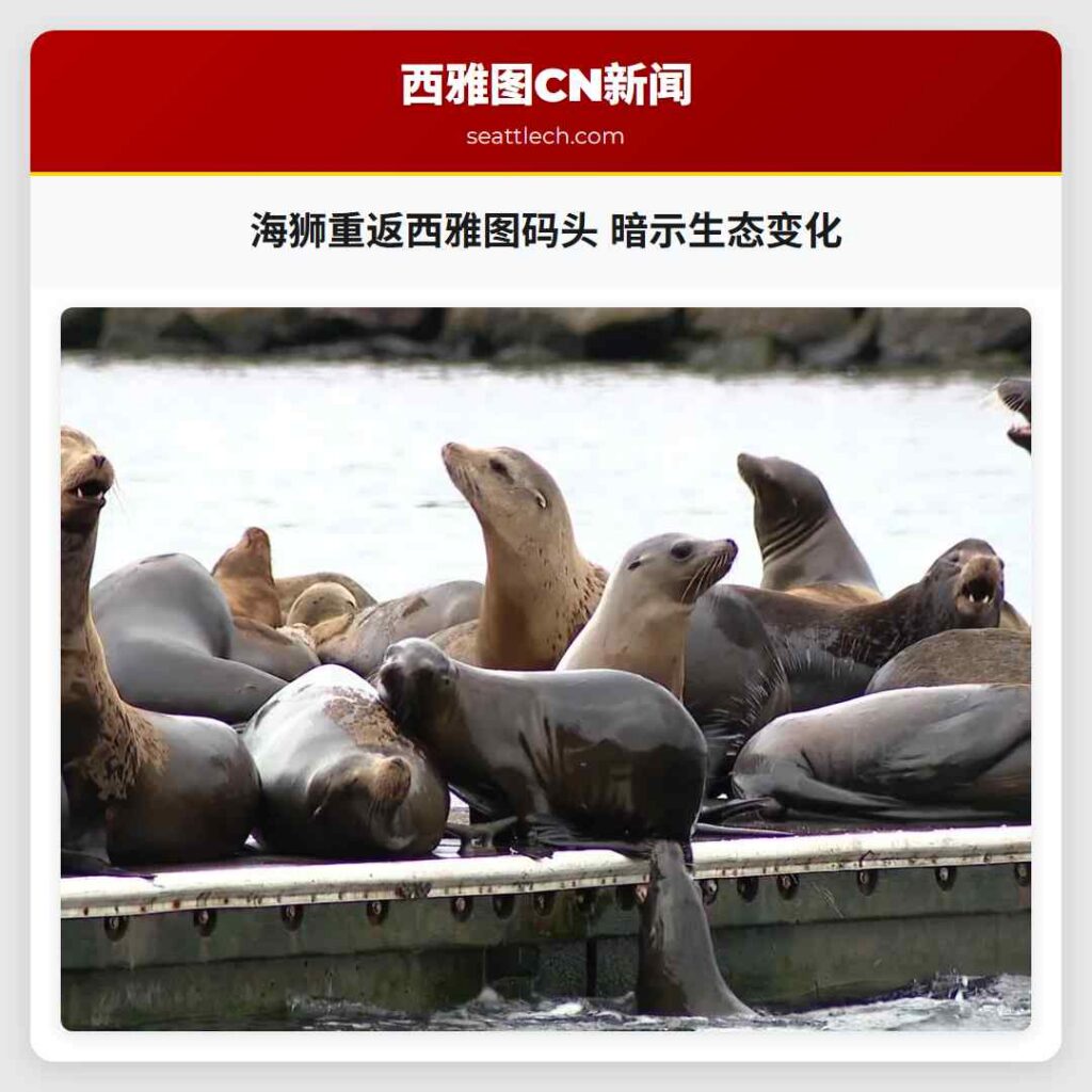 海狮重返西雅图码头 暗示生态变化