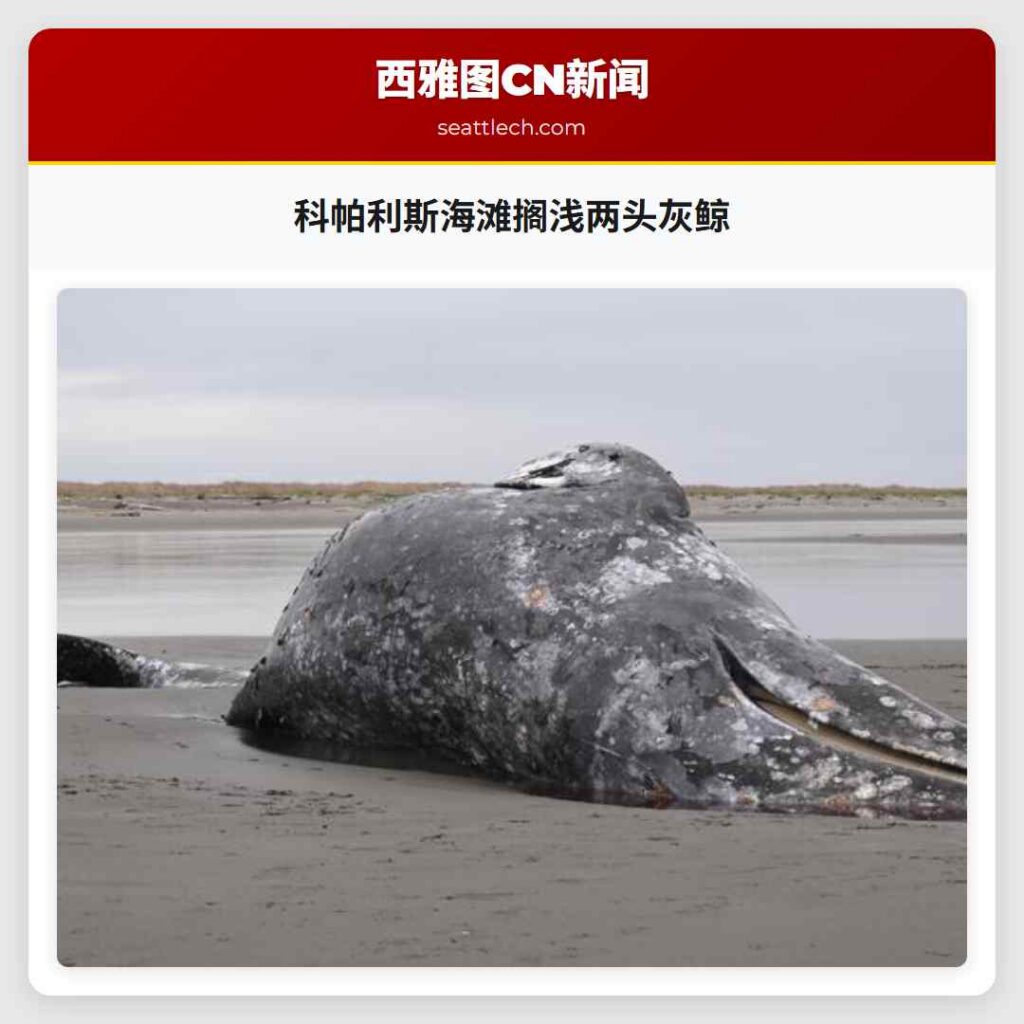 科帕利斯海滩搁浅两头灰鲸