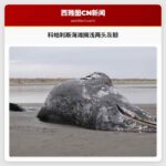 科帕利斯海滩搁浅两头灰鲸引关注