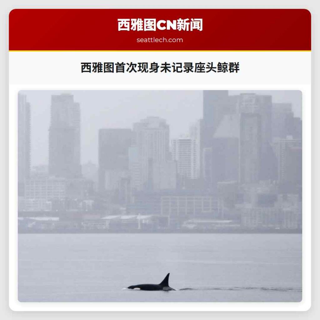 西雅图首次现身未记录座头鲸群