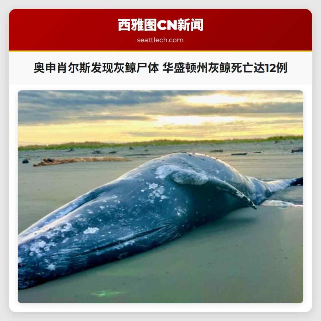 奥申肖尔斯发现灰鲸尸体 华盛顿州灰鲸死亡达12例