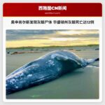 奥申肖尔斯发现灰鲸尸体 华盛顿州灰鲸死亡达12例