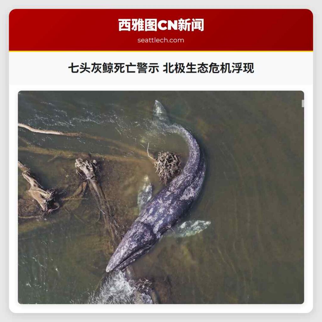 七头灰鲸死亡警示 北极生态危机浮现