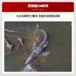 七头灰鲸死亡警示 北极生态危机浮现