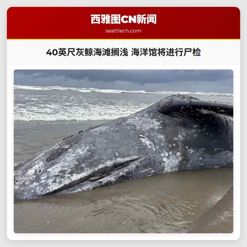 40英尺灰鲸海滩搁浅 海洋馆将进行尸检