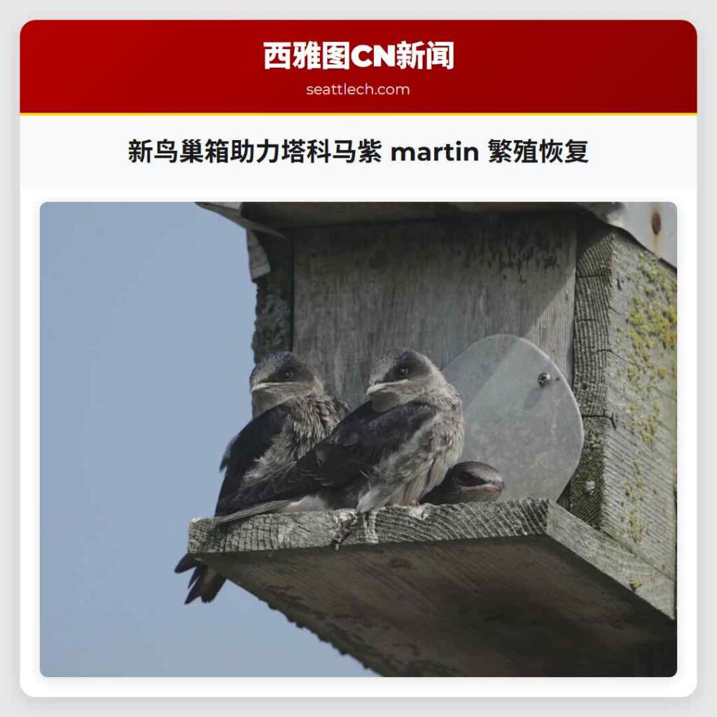 新鸟巢箱助力塔科马紫 martin 繁殖恢复