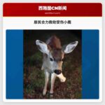 居民合力救助受伤小鹿
