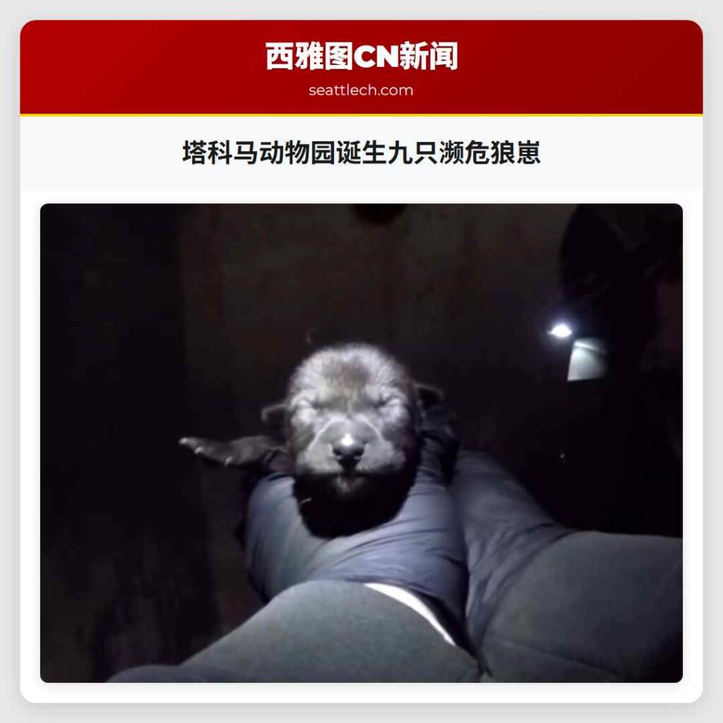 塔科马动物园诞生九只濒危狼崽