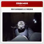 塔科马动物园诞生九只濒危狼崽