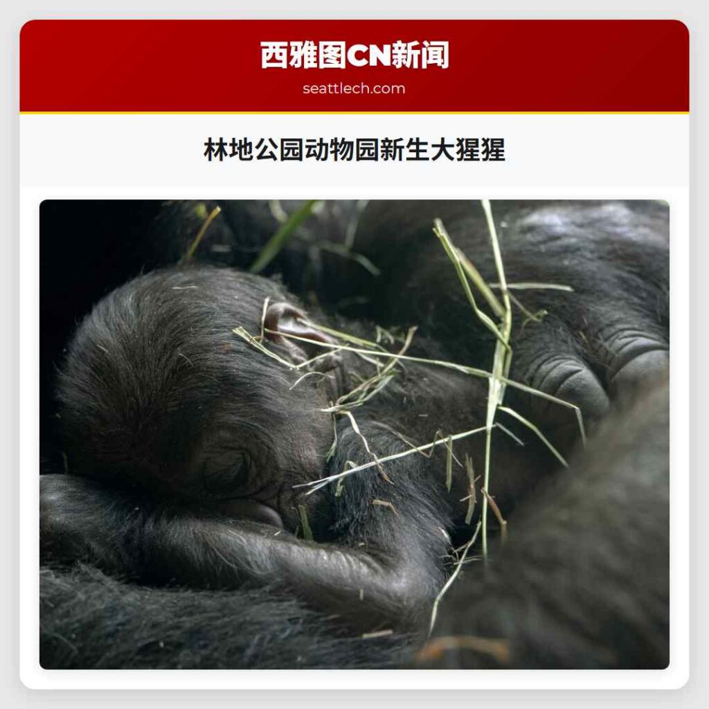 林地公园动物园新生大猩猩