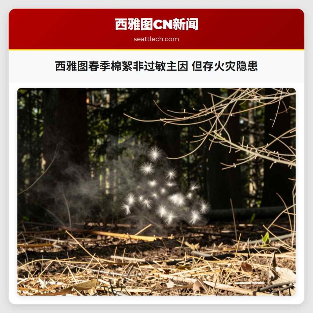西雅图春季棉絮非过敏主因 但存火灾隐患