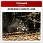 西雅图春季棉絮非过敏主因 但存火灾隐患