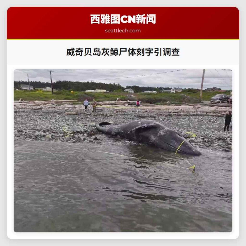 威奇贝岛灰鲸尸体刻字引调查