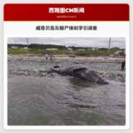 威奇贝岛灰鲸尸体刻字引调查