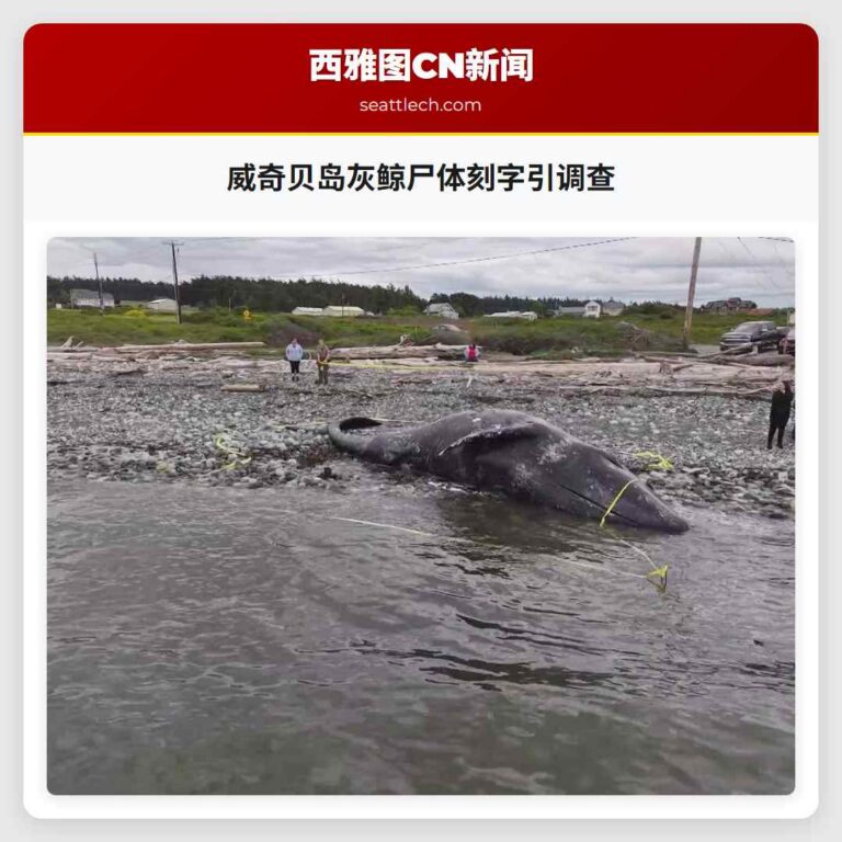 威奇贝岛灰鲸尸体刻字引调查