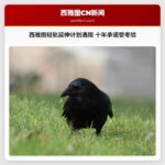 西雅图轻轨延伸计划遇阻 十年承诺受考验