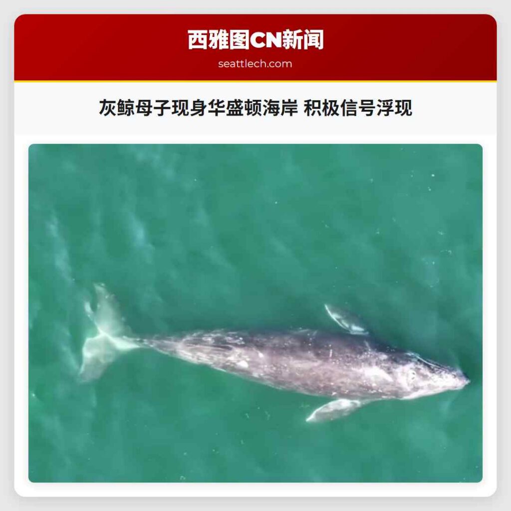灰鲸母子现身华盛顿海岸 积极信号浮现