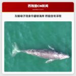 灰鲸母子现身华盛顿海岸 积极信号浮现