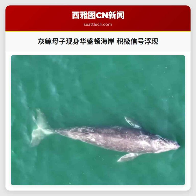 灰鲸母子现身华盛顿海岸 积极信号浮现