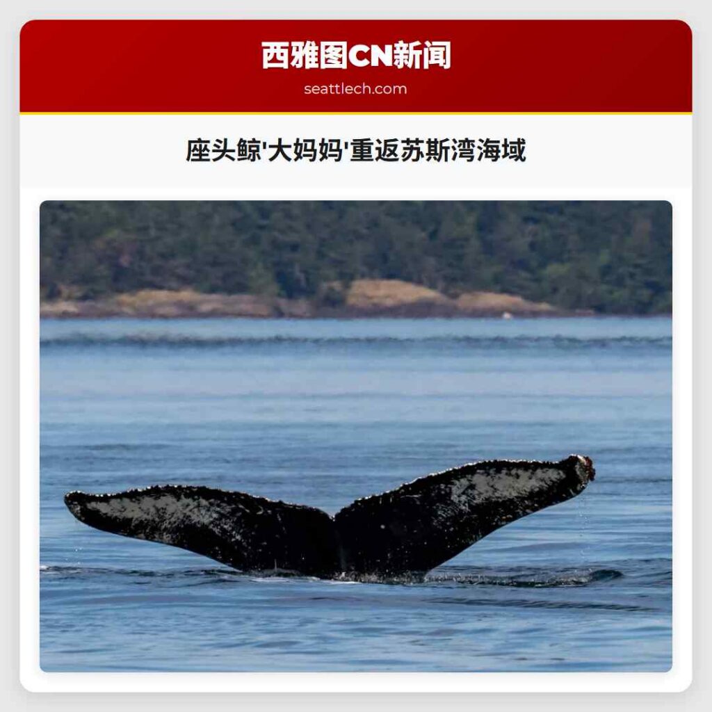 座头鲸'大妈妈'重返苏斯湾海域