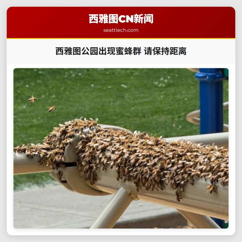 西雅图公园出现蜜蜂群 请保持距离