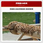 西雅图公园出现蜜蜂群 请保持距离