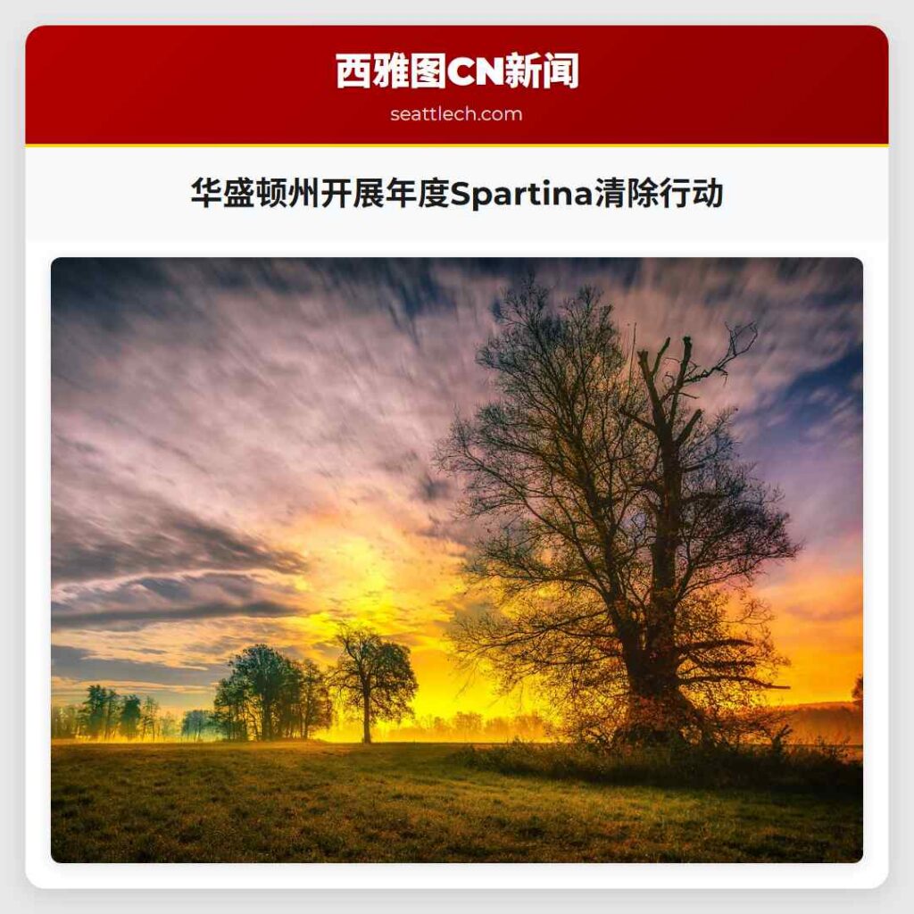 华盛顿州开展年度Spartina清除行动