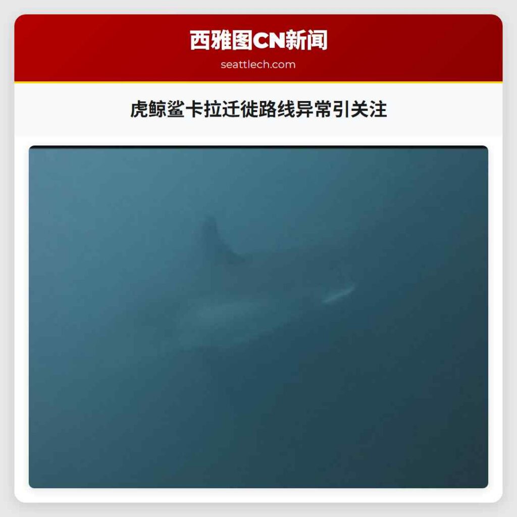 虎鲸鲨卡拉迁徙路线异常引关注