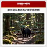 温哥华岛男子遭黑熊袭击 专家呼吁提高警惕