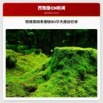 西雅图周末或破80华氏度创纪录