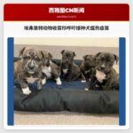 埃弗里特动物收容所呼吁接种犬瘟热疫苗