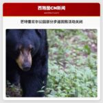 芒特雷尼尔公园部分步道因熊活动关闭