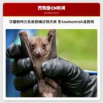 华盛顿州三名居民确诊狂犬病 系Snohomish县首例