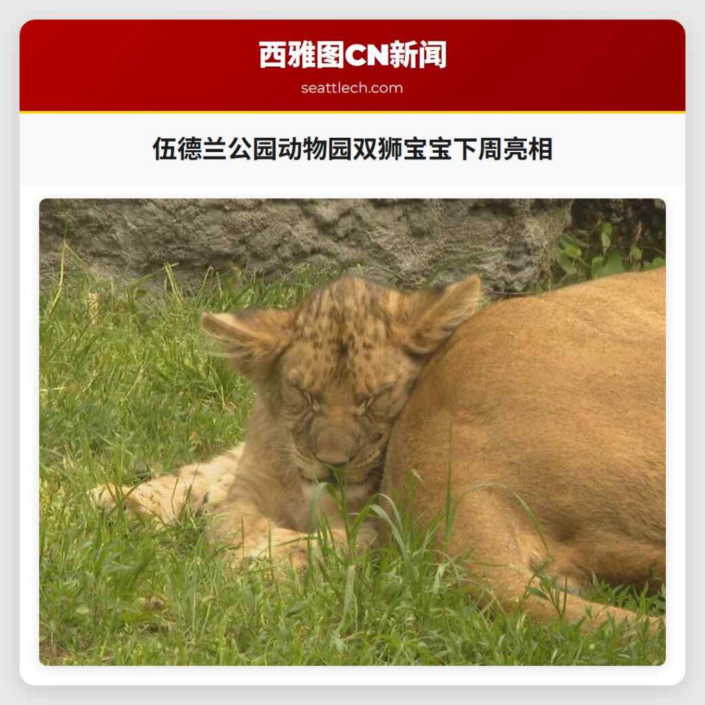 伍德兰公园动物园双狮宝宝下周亮相